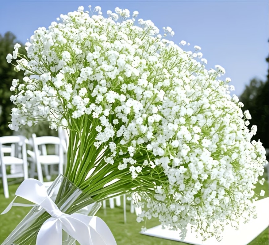 F1B - White Baby's Breath