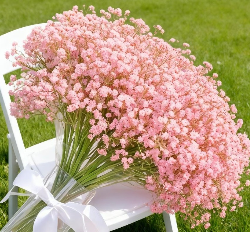 F6A - Pink Baby's Breath